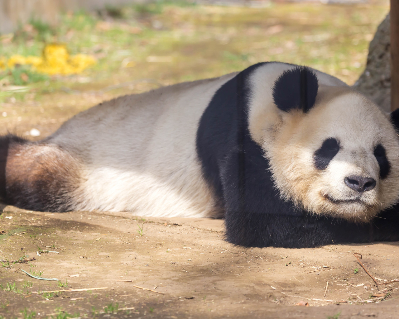 Большая панда спит в зоопарке 