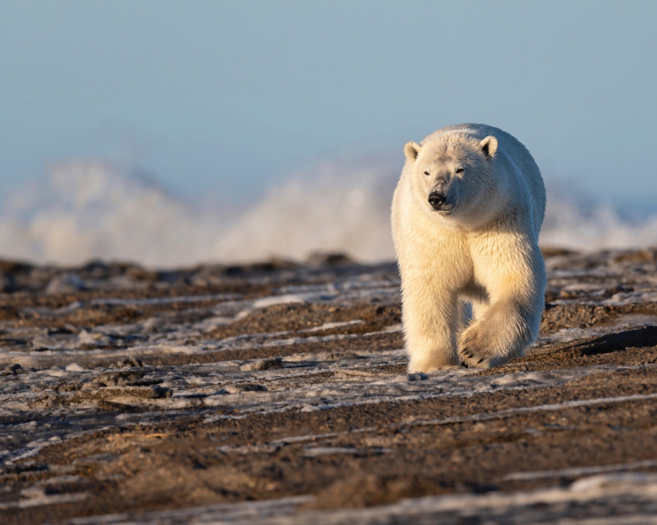 Big polar bear walking in the sand