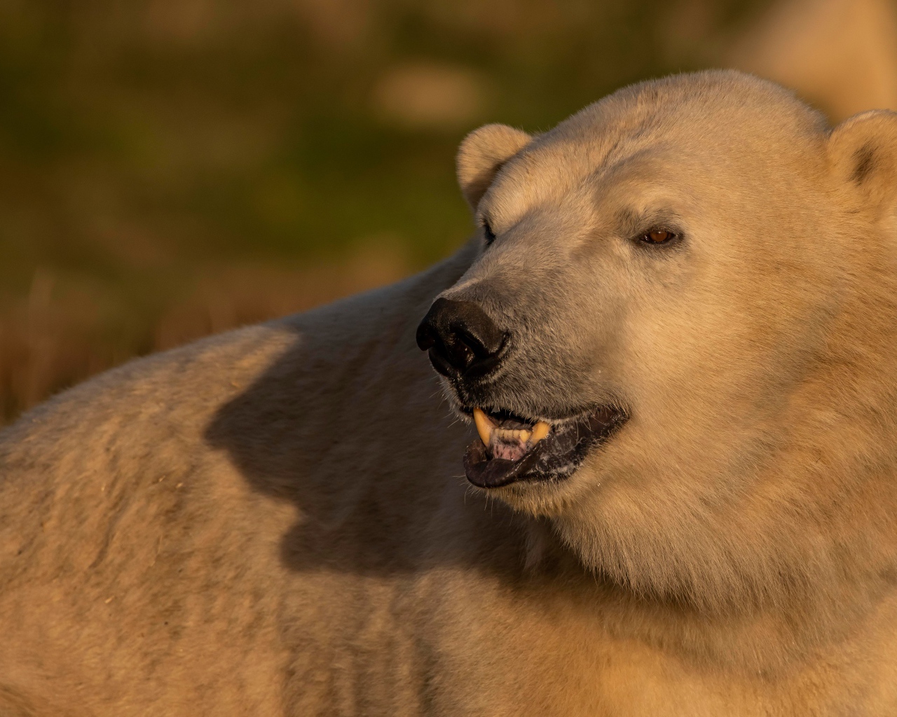 Большой белый медведь с острыми клыками