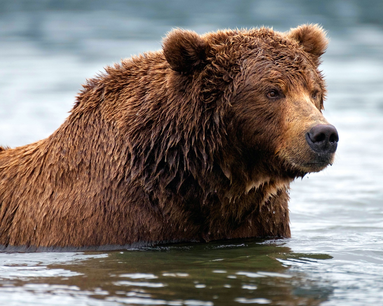 Большой мокрый бурый медведь в воде