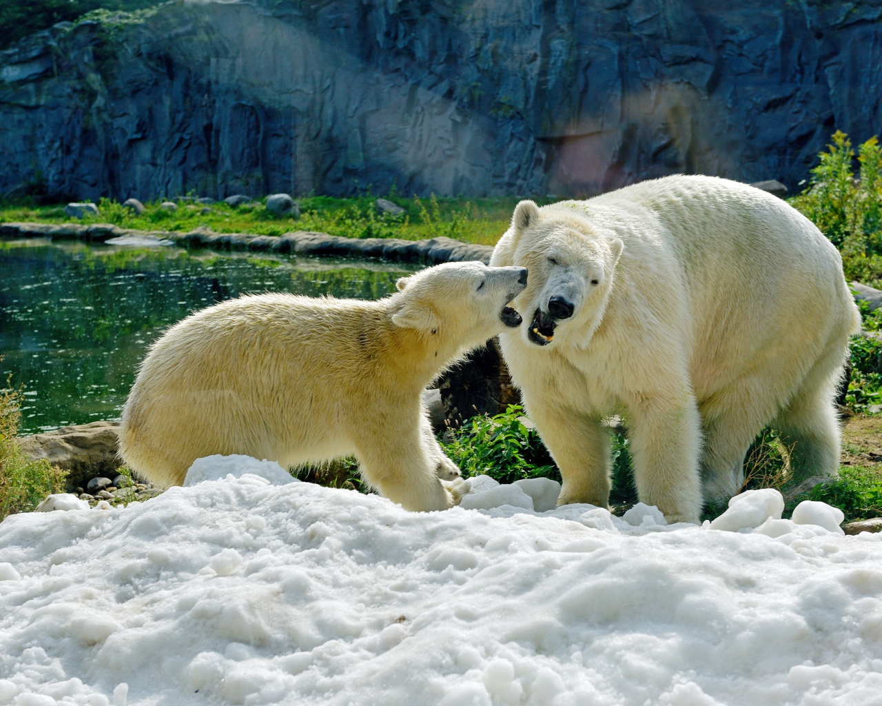 Большая белая медведица с медвежонком на снегу в зоопарке