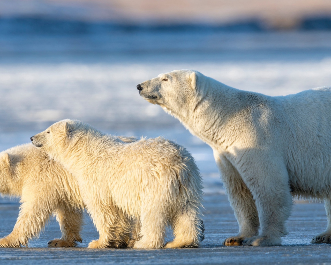 Большая белая медведица с медвежатами на снегу 