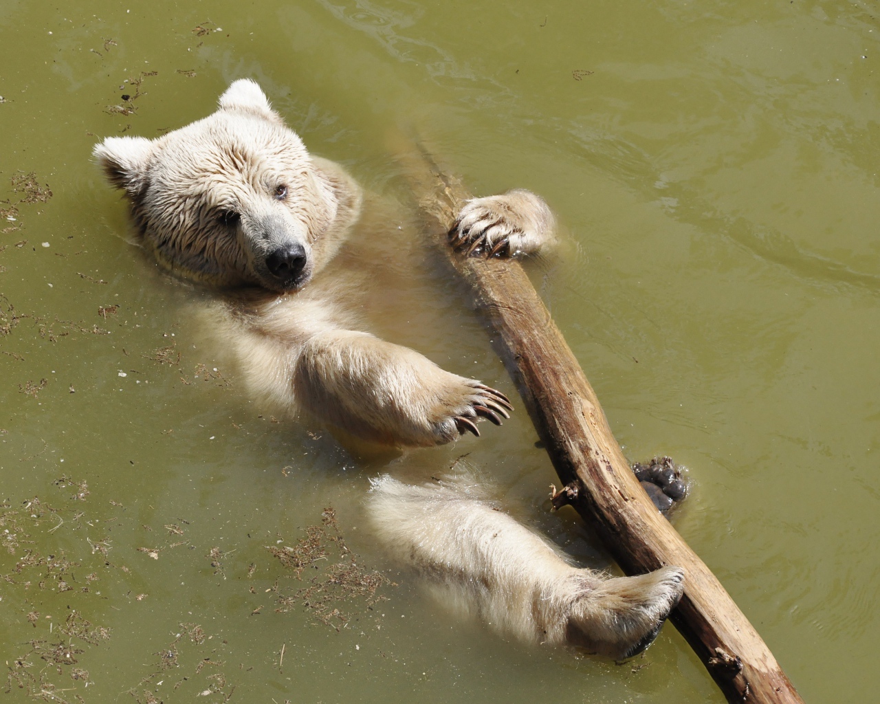 Бурый медведь плавает по реке с бревном