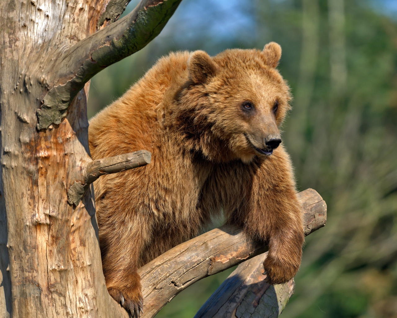Бурый медведь сидит на сухом дереве