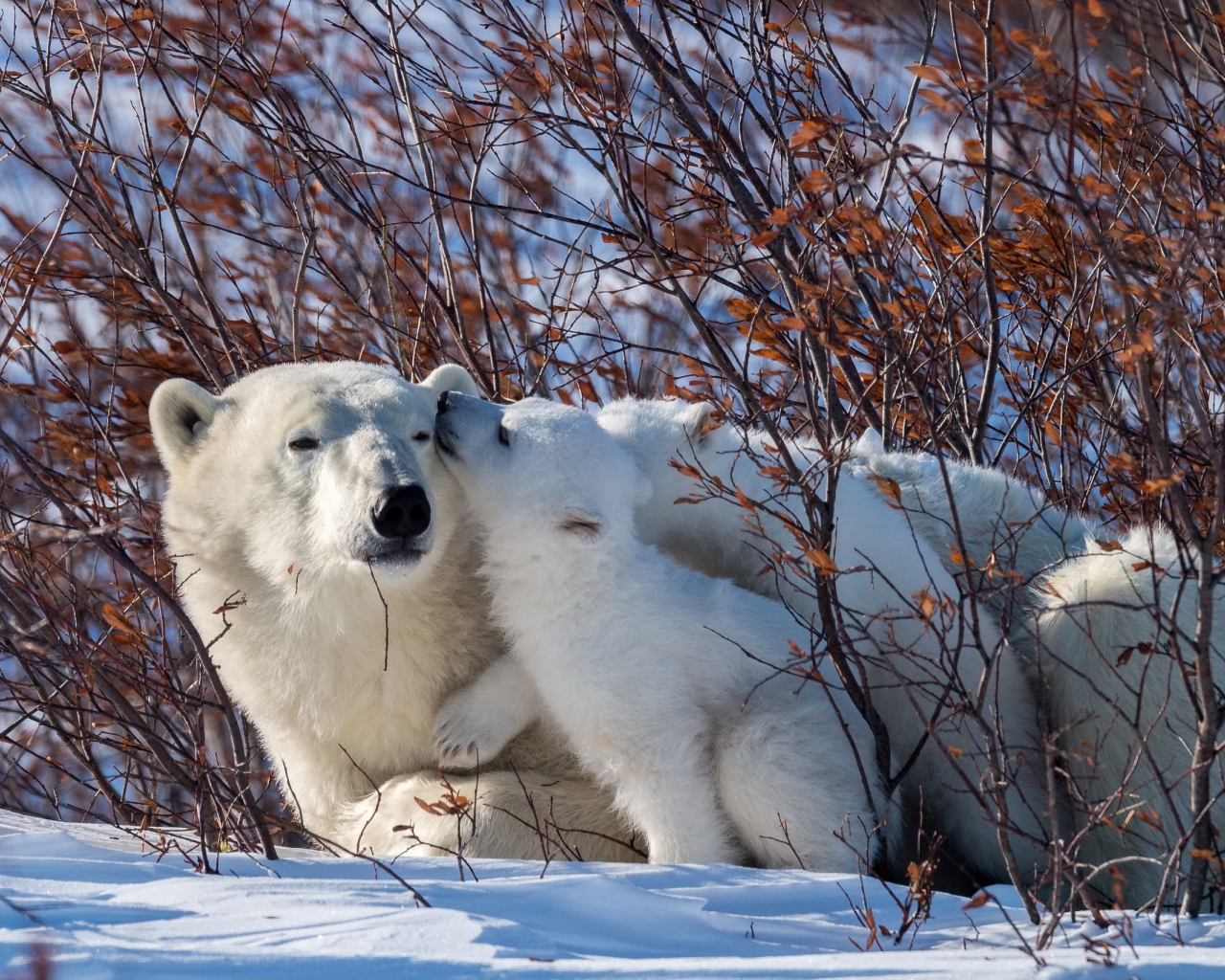 Большая белая медведица с медвежонком в зарослях 