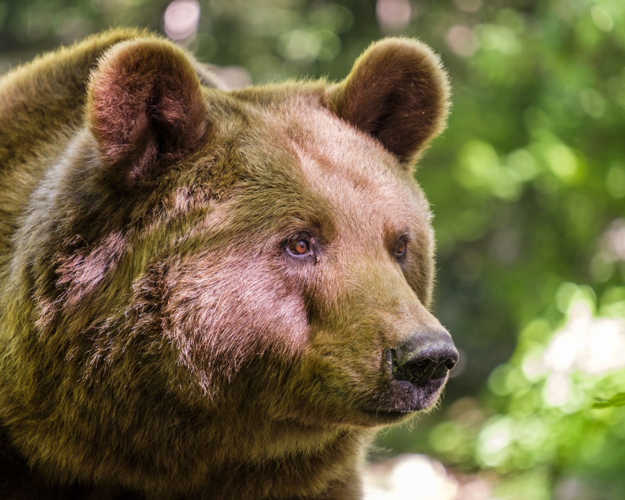 Морда большого бурого медведя крупным планом