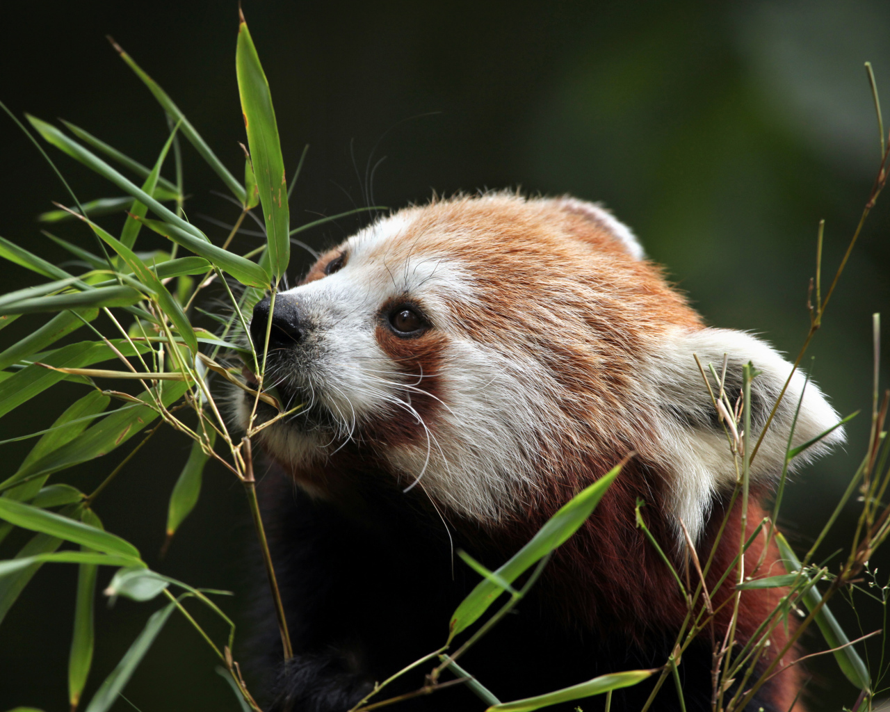 Малая панда грызет ветки бамбука