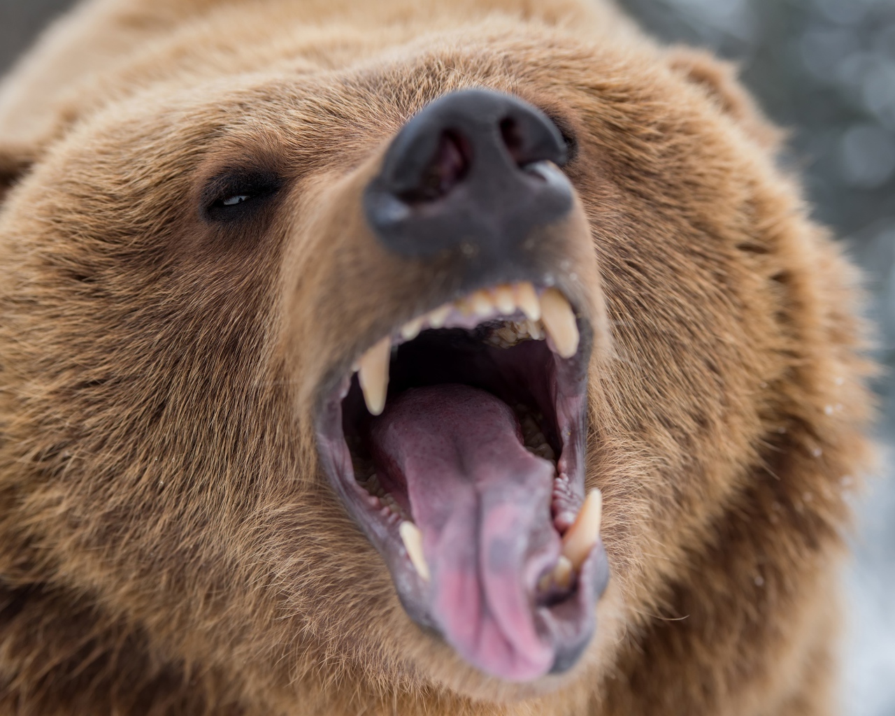 Грозный оскал бурого медведя 
