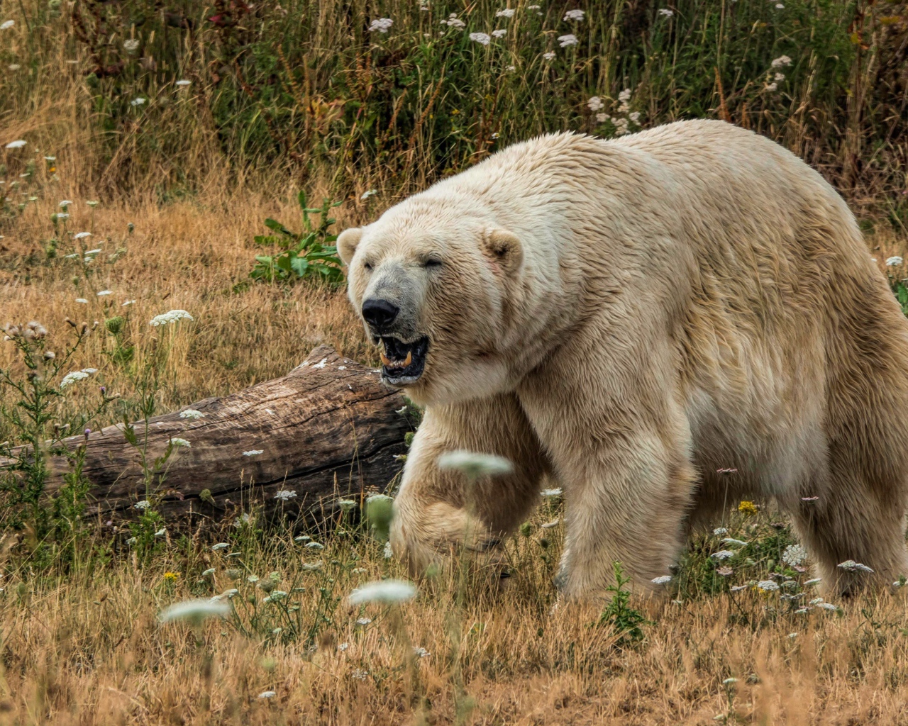 Грозный белый медведь с острыми клыками на траве
