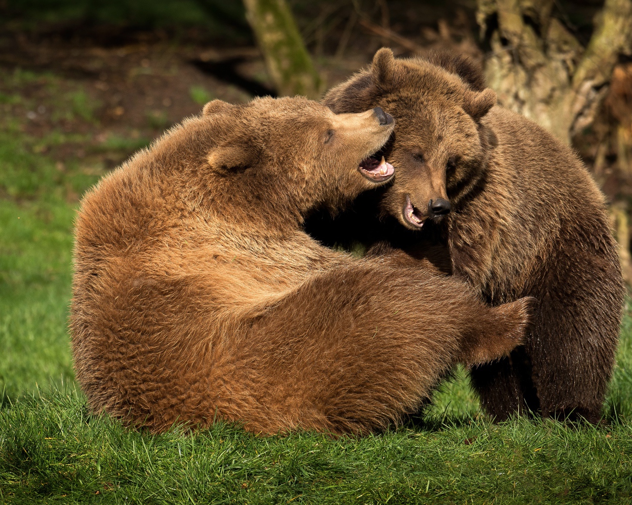 Два больших бурых медведя на зеленой траве