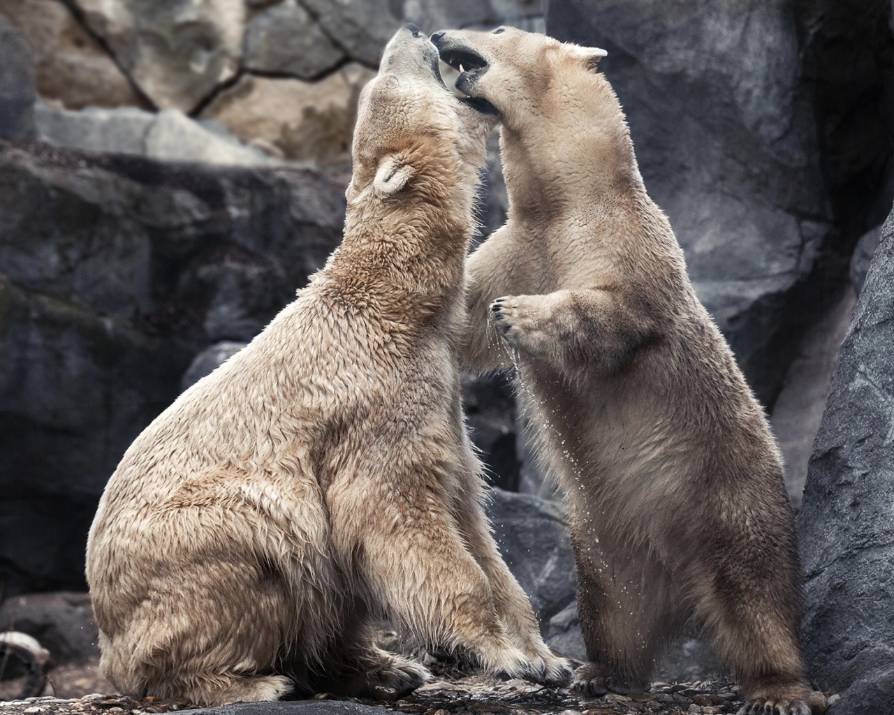 Два больших белых медведя дерутся