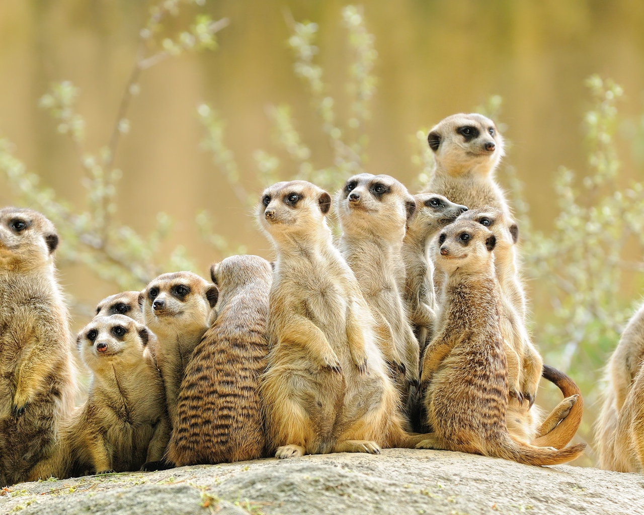 Много сурикатов сидит на камне