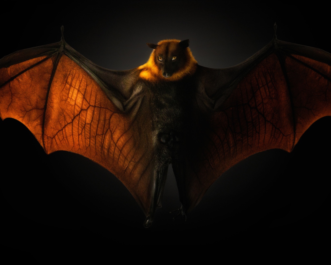 Большая летучая мышь на черном фоне