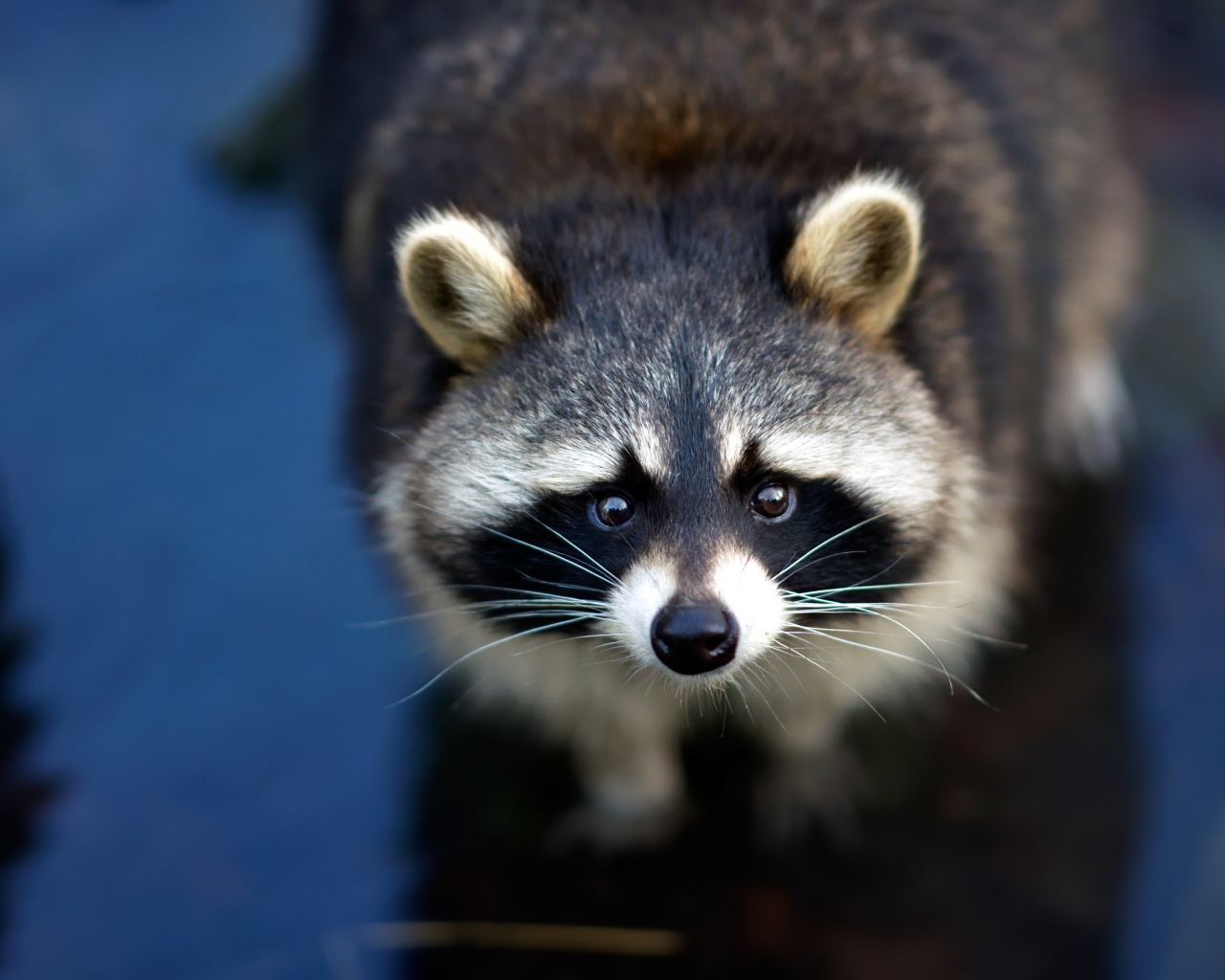 Любопытный енот с черным носом в воде