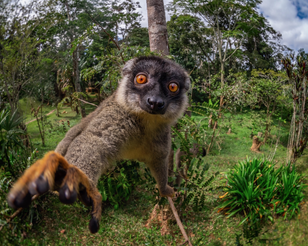 Смешной лемур лезет в камеру 