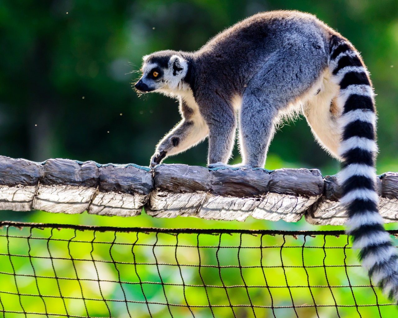 Лемур идет по деревянному мосту 