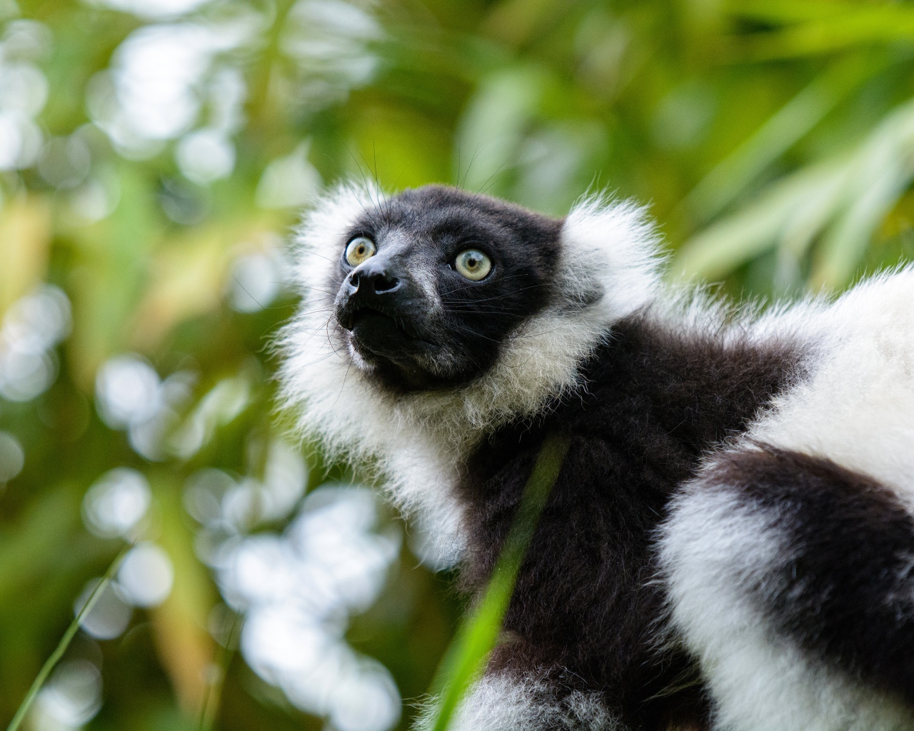 Лемур сидит на ветке дерева