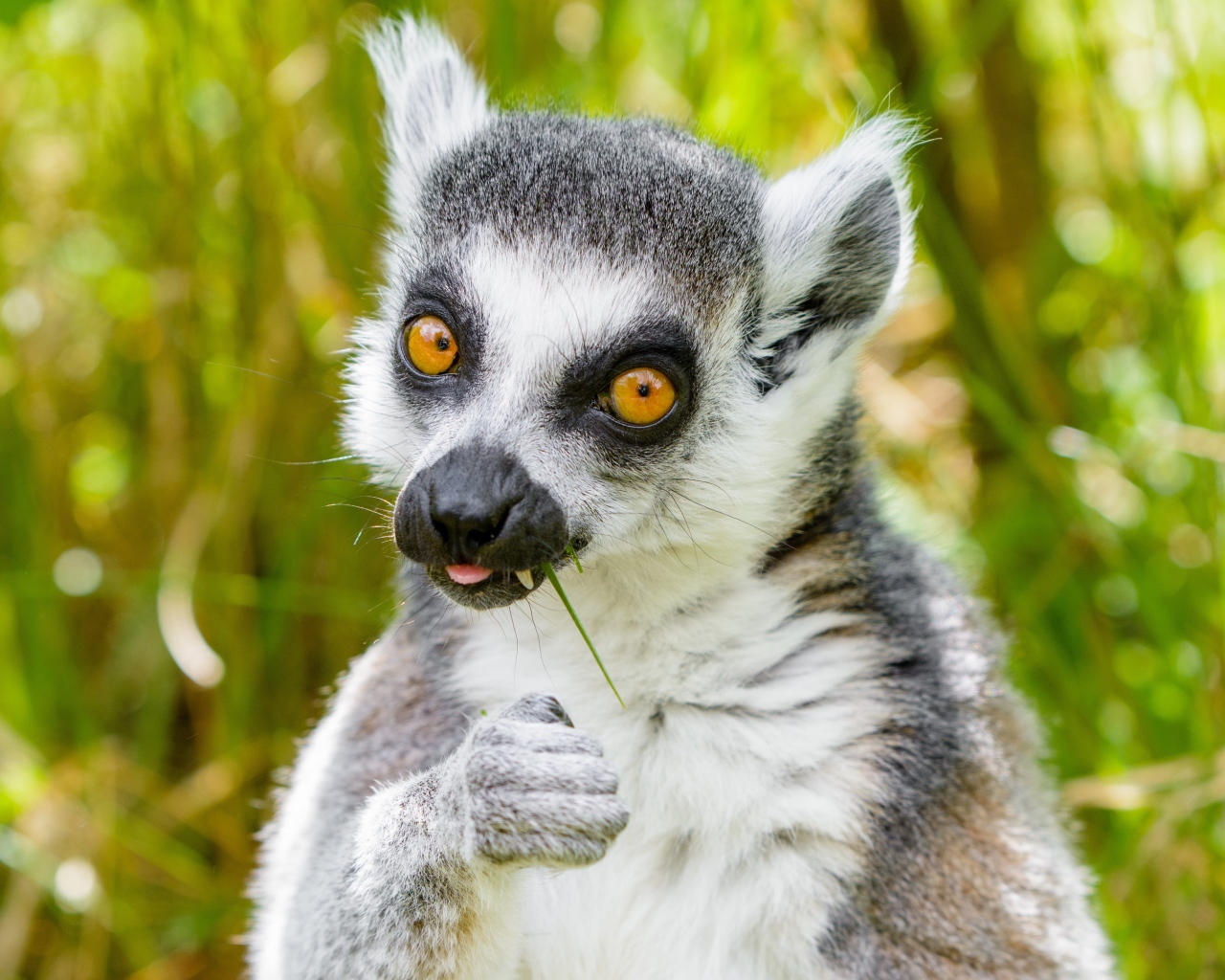 Лемур с желтыми глазами ест траву