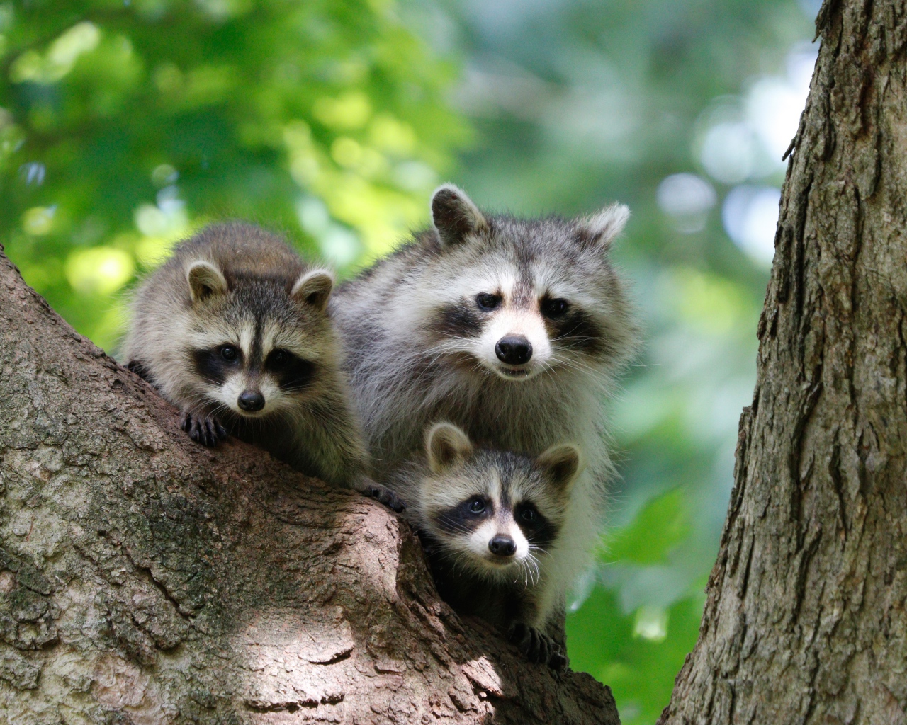 Три серых енота сидят на дереве 