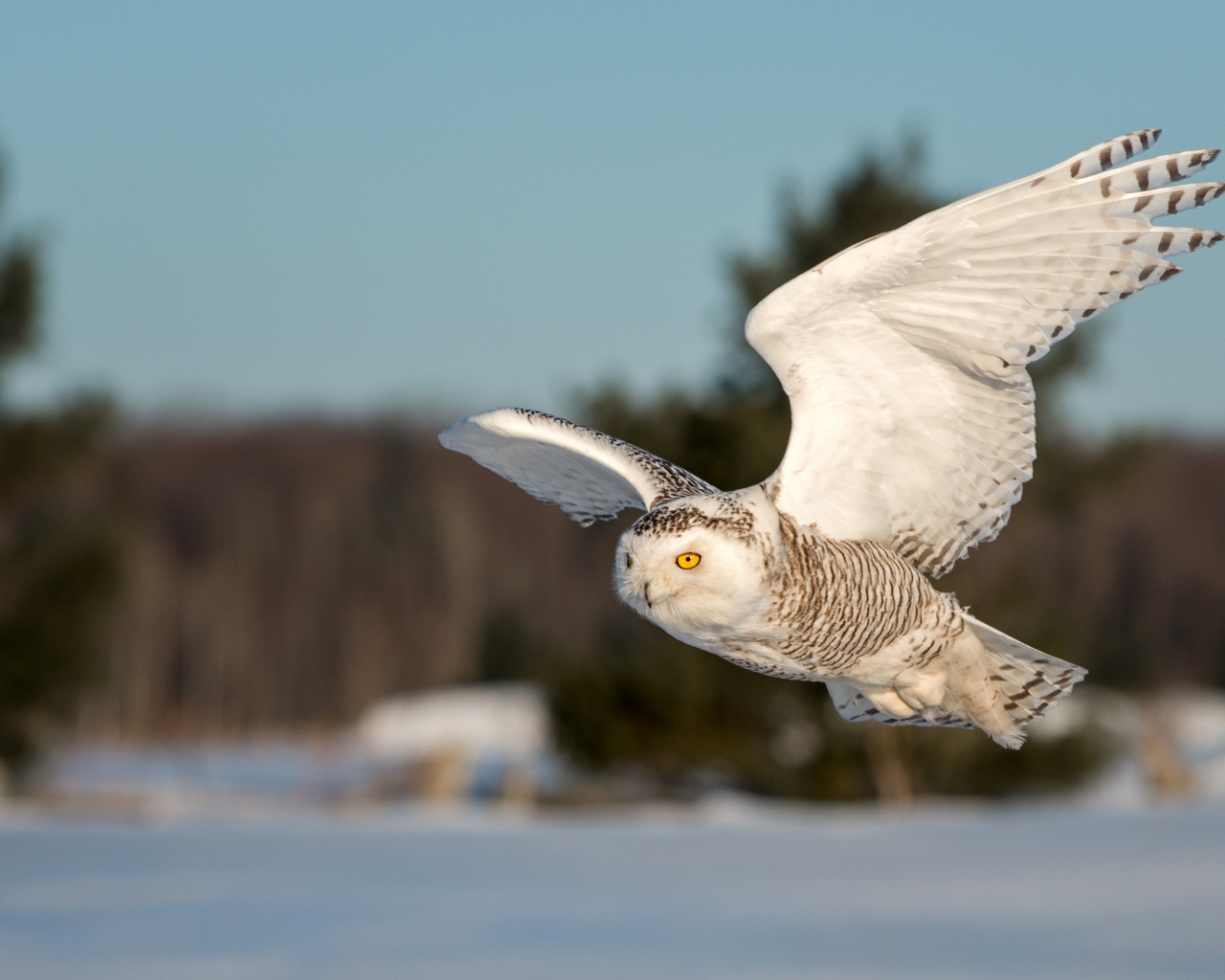 Большая сова с желтыми глазами летит над заснеженным лесом