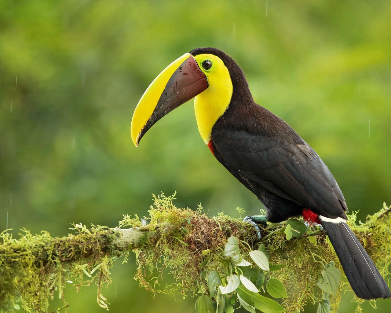 Большой тукан сидит на ветке дерева под каплями дождя