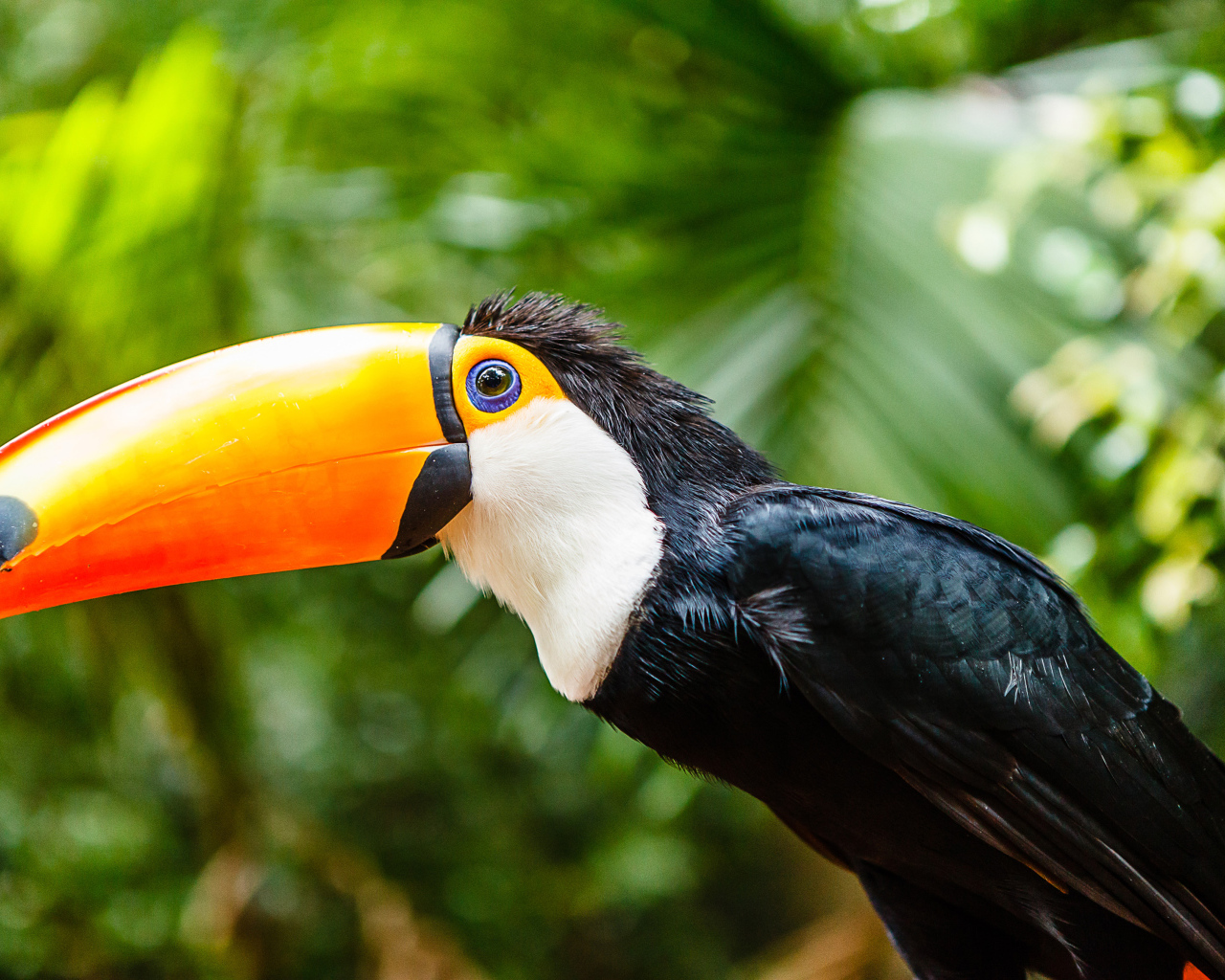 Большой тукан с длинным клювом сидит на ветке 