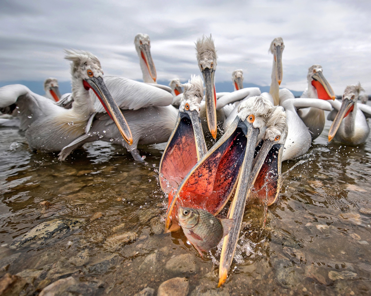 Стая пелинанов ловят рыбу