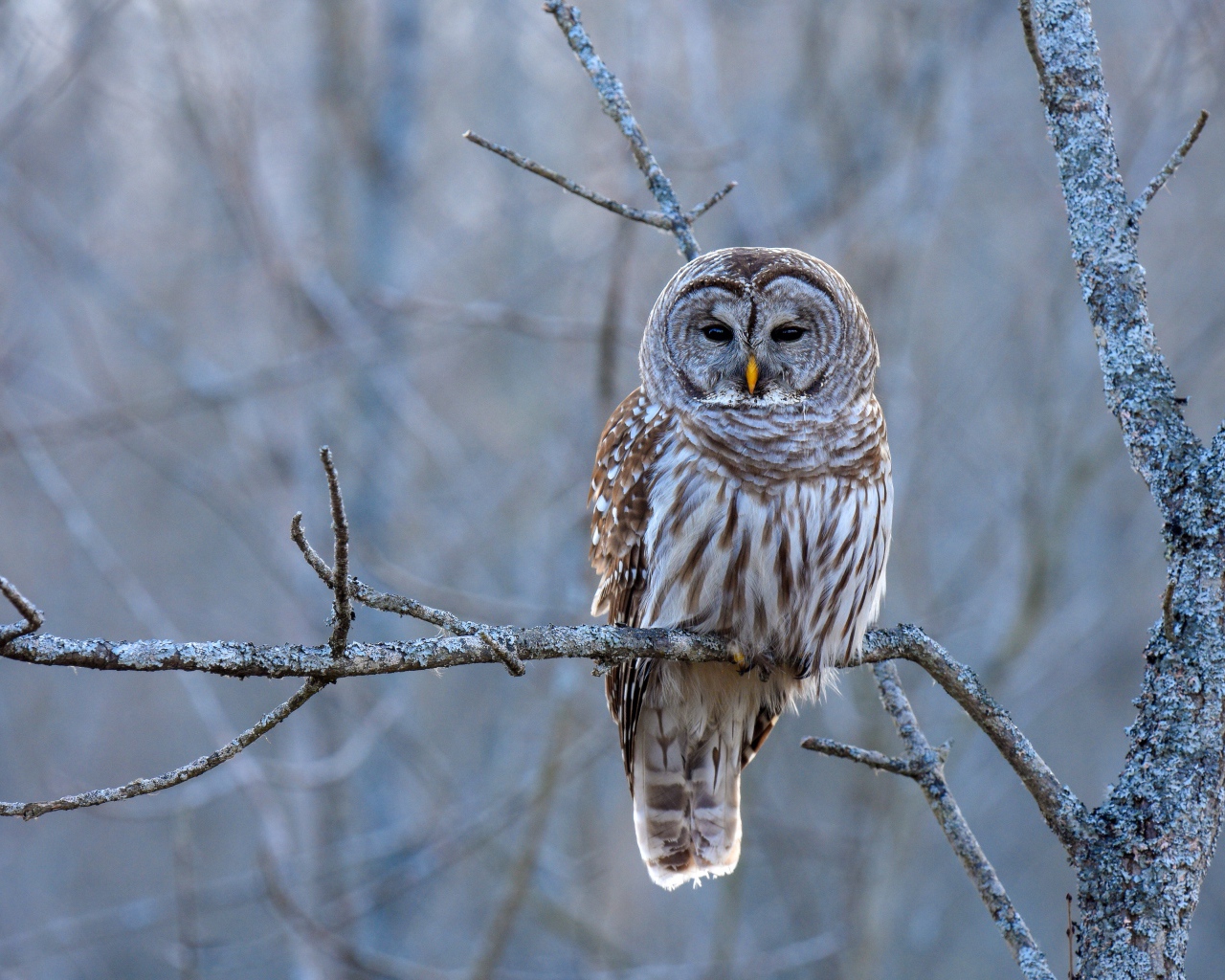 Большая коричневая сова сидит на ветке