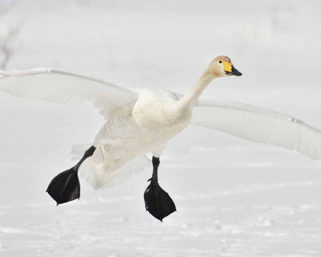 Большой белый лебедь летит над заснеженным озером