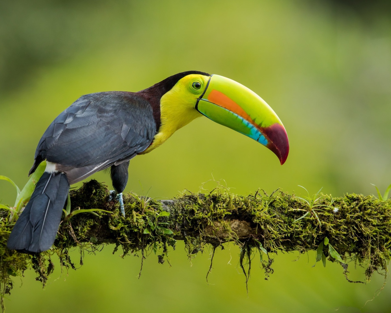 Разноцветный тукан сидит на ветке