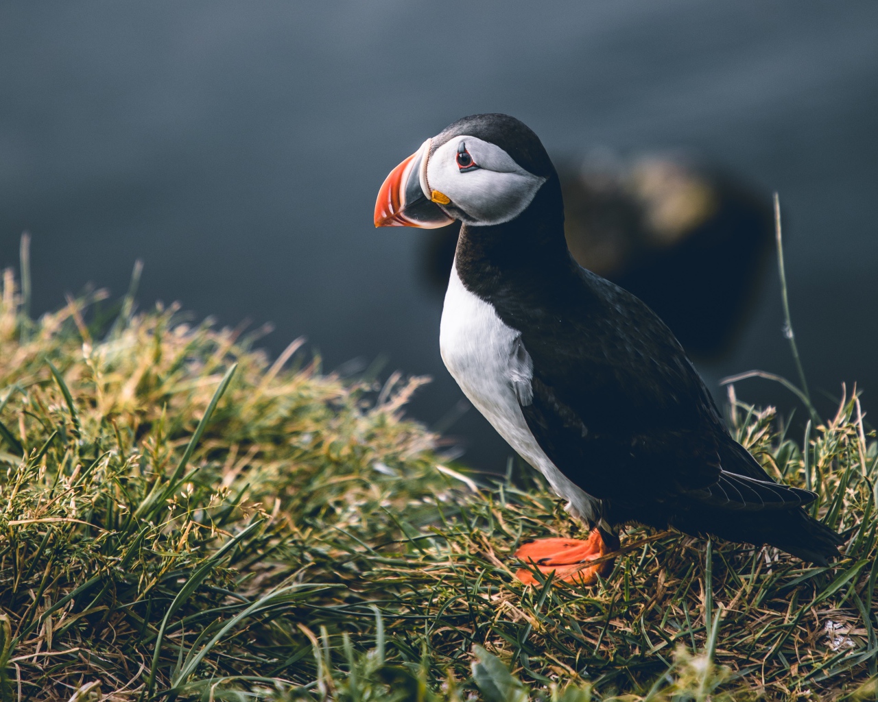 Грустный тупик стоит на траве