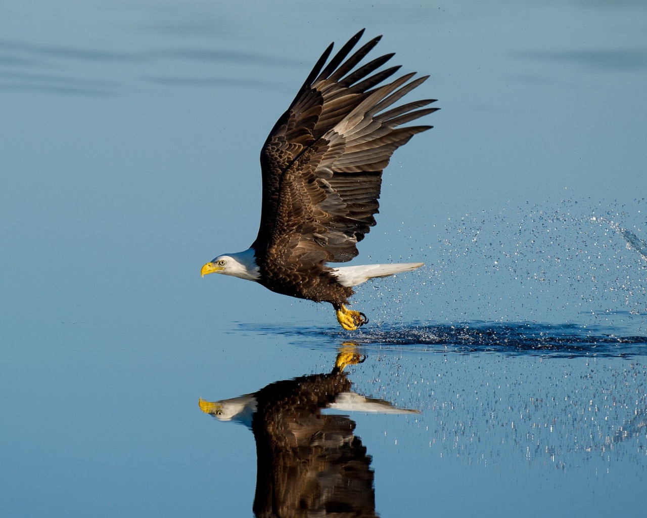 Белоголовый орлан летит над водой 