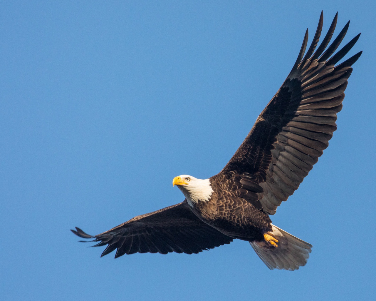 Белоголовый орлан в голубом небе