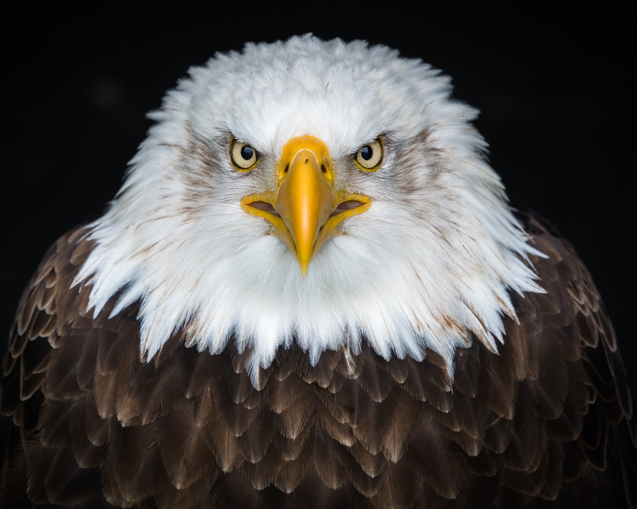 Белоголовый орлан с острым клювом на черном фоне