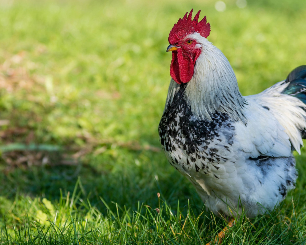 Красивый петух на зеленой траве