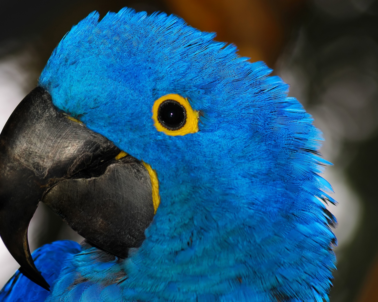 Большой голубой попугай с острым клювом крупным планом