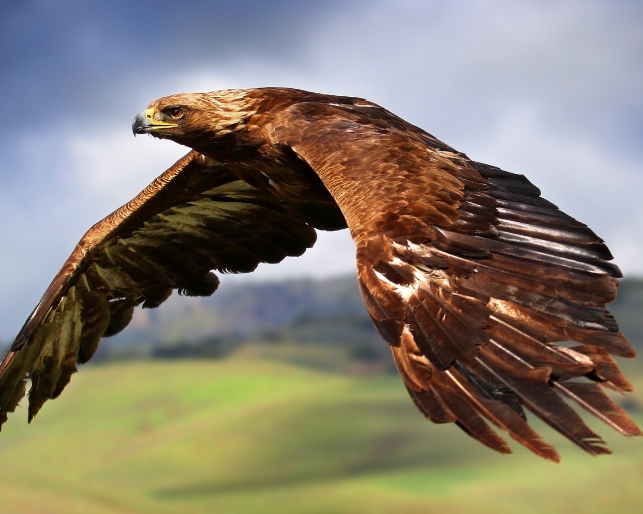 Большой коричневый орел летит в небе 