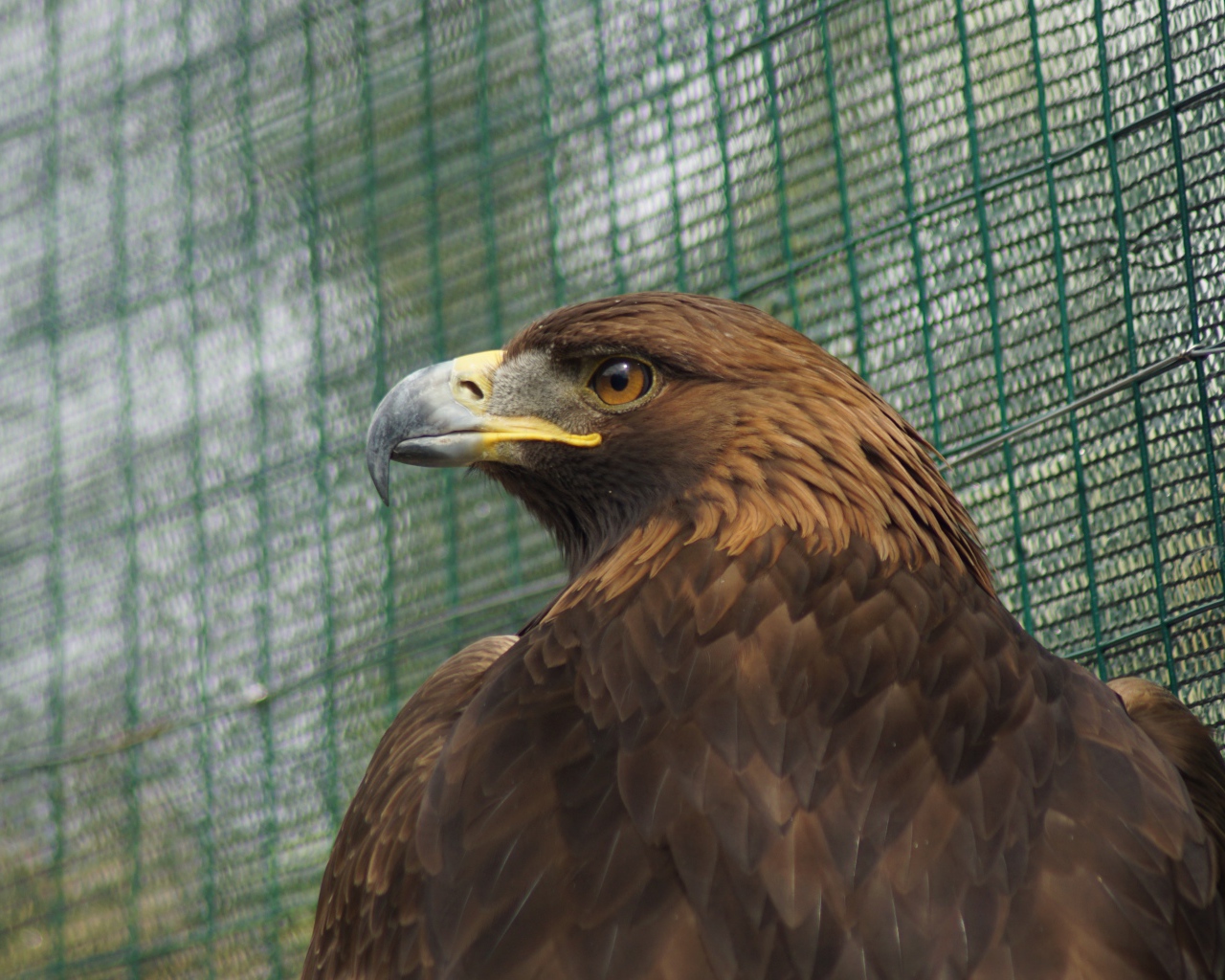 Большой орел с острым клювом в клетке