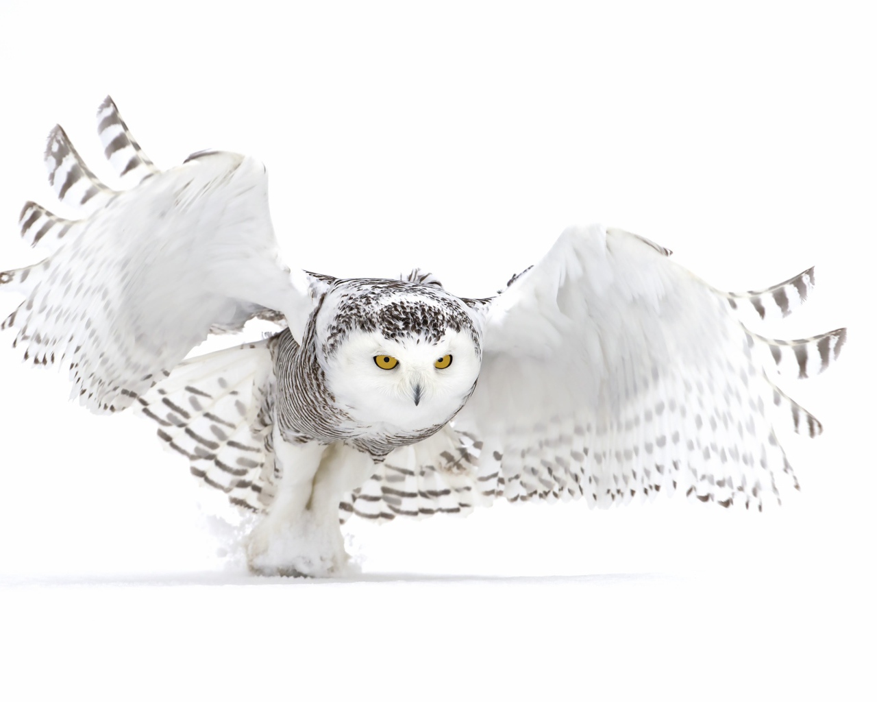 Большая серая сова на белом фоне