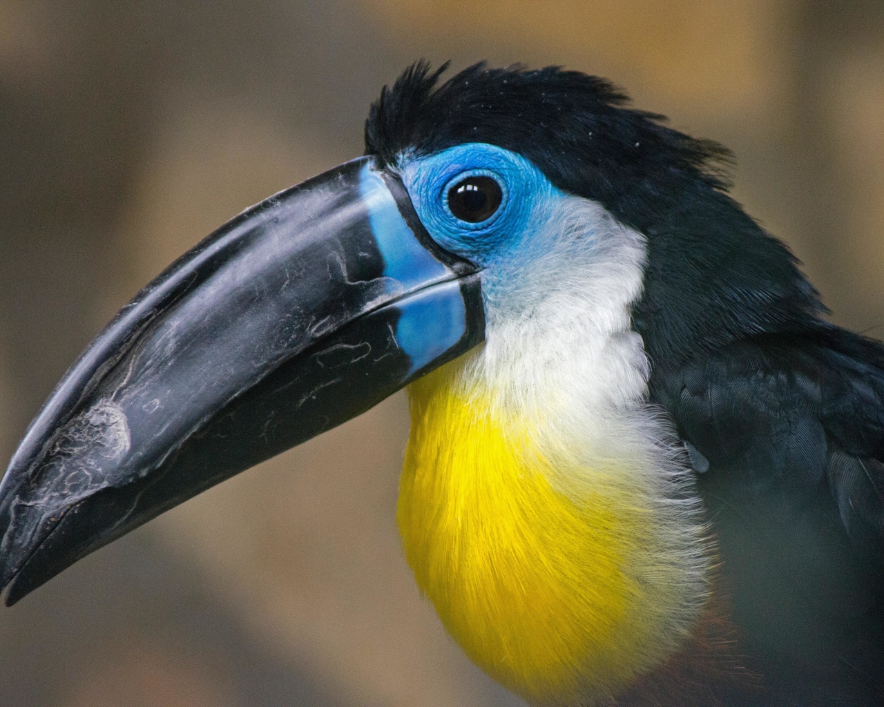 Большой длинный черный клюв птицы тукан