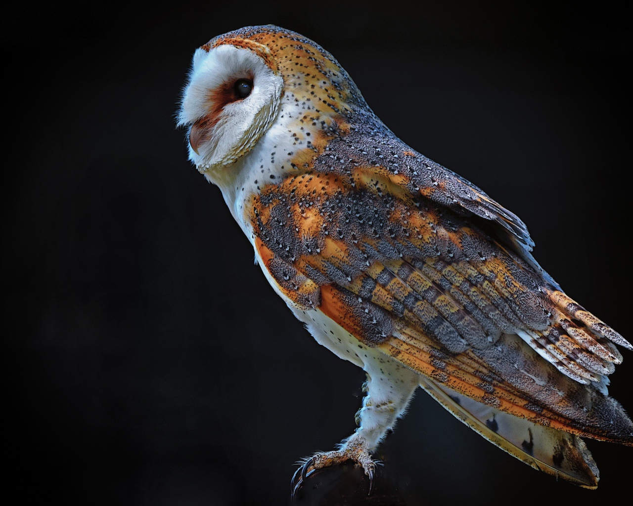 Большая сова на черном фоне