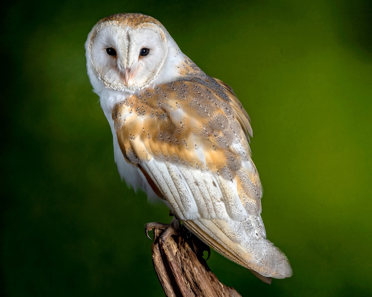 Большая сова сидит на дереве на зеленом фоне