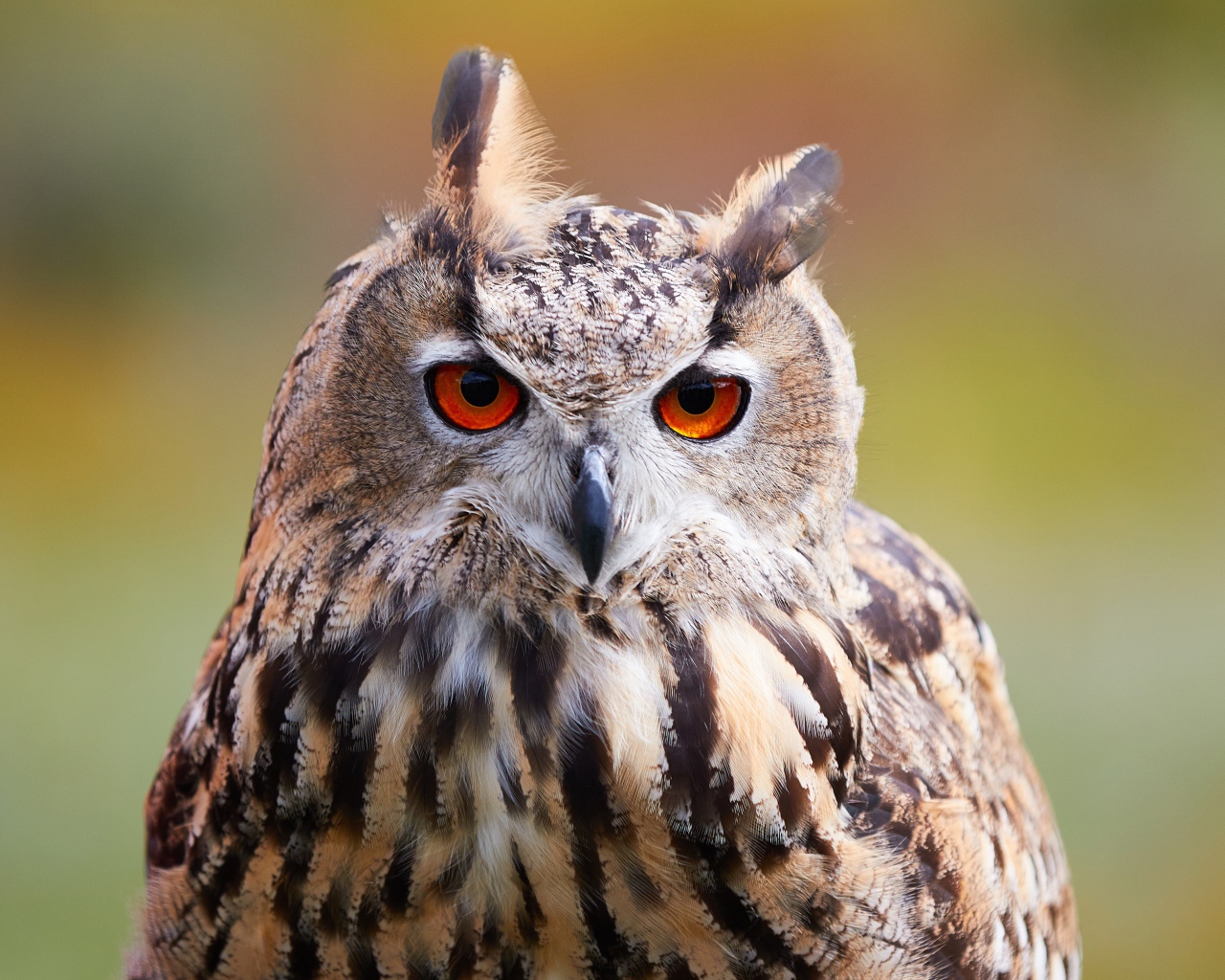 Большая сова с оранжевыми глазами крупным планом