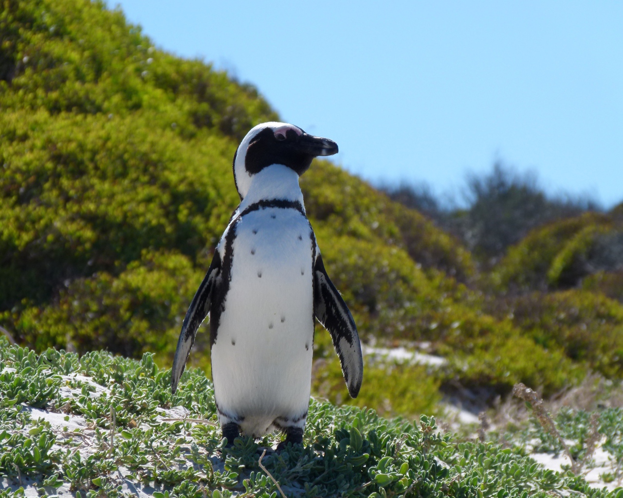 Большой пингвин стоит на зеленой траве