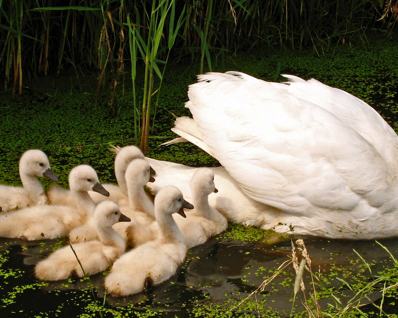 Большой белый лебедь с птенцами в пруду 