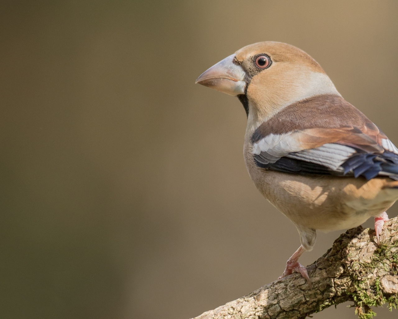 Птица сидит на ветке дерева крупным планом