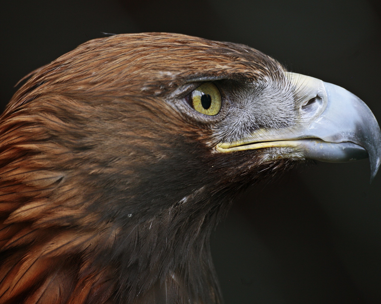Close-up eagle head