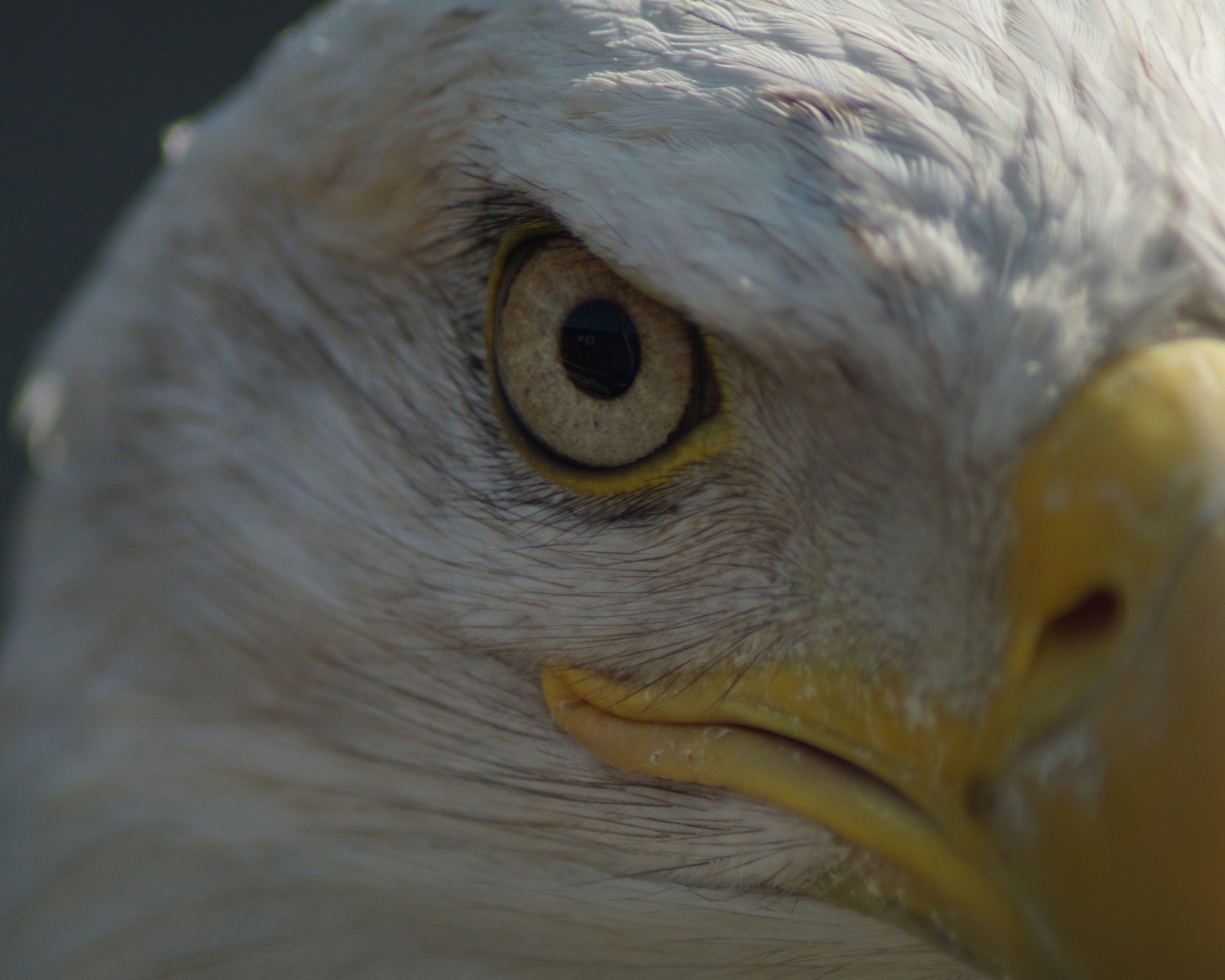 Глаз белоголового орлана крупным планом