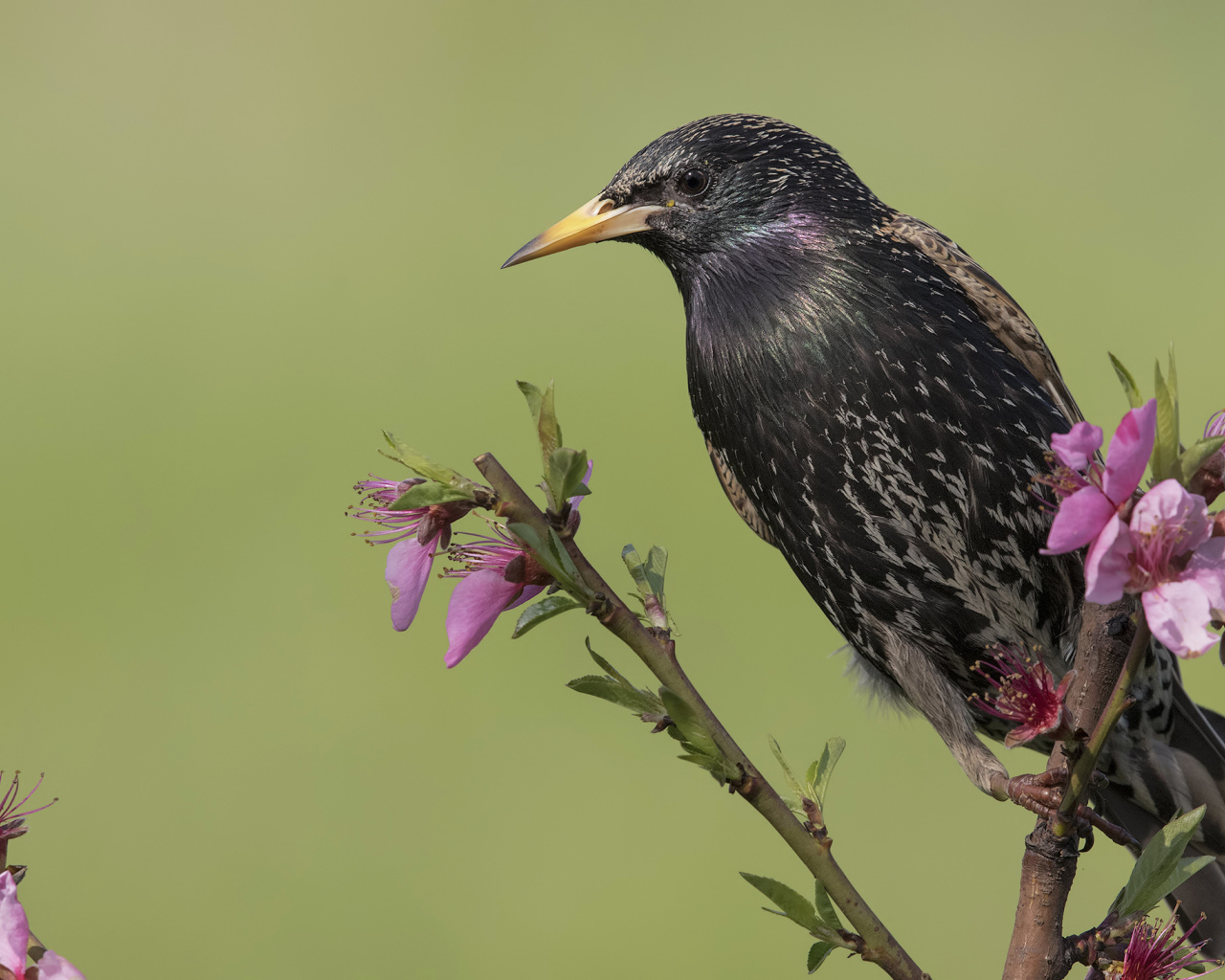 Common black starling sits on a branch with flowers