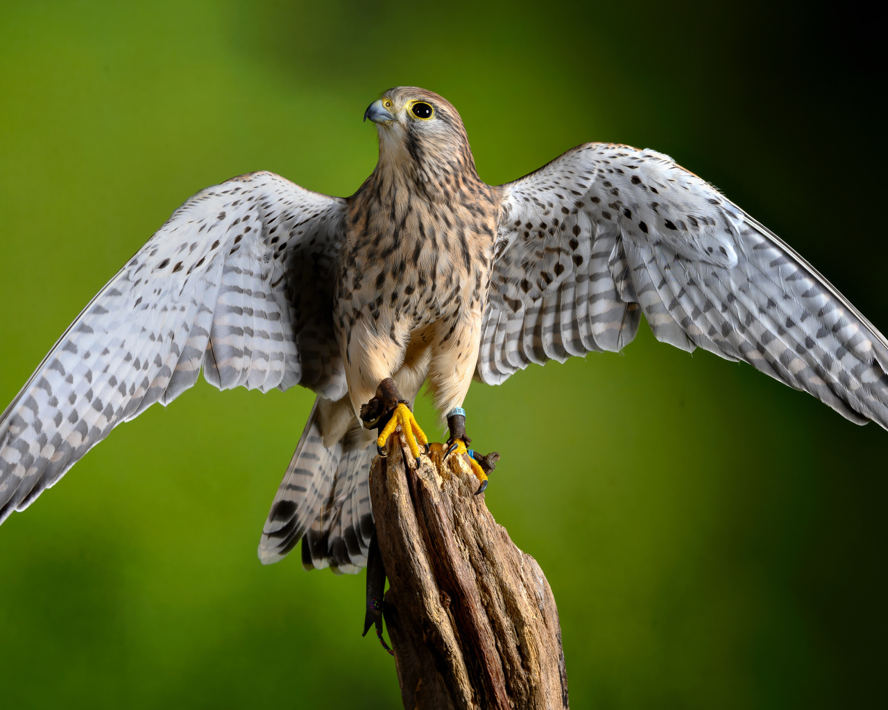 Птица обыкновенная пустельга сидит на дереве